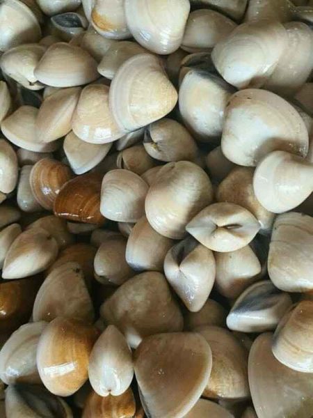 渔业局发通告，呼吁民众暂时不要食用贝壳类海鲜。