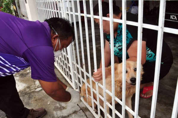 玻州兽医局将沿户登门为家犬注射狂犬病疫苗。（档案照）