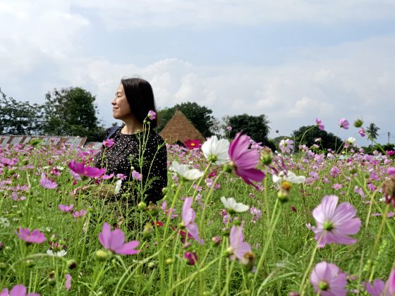新兴景点“I Love Flower Farm花园”，种有一大片小雏菊、薰衣草和玛格丽特等花卉品种。(photo:SinChew)