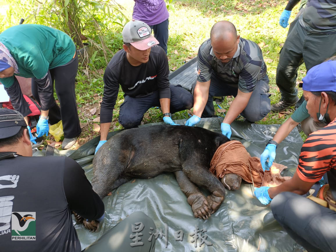 一周前出没在双溪古月 野生动物局捕获87公斤太阳熊