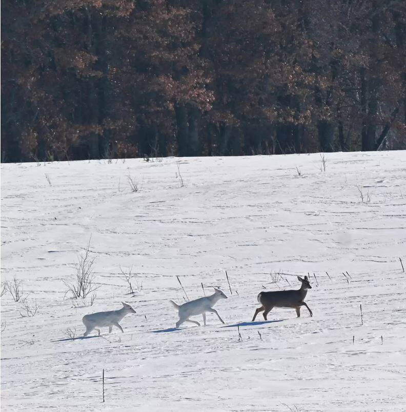 三万份之一的机会！两头罕见“白化鹿”漫步雪地 摄影师惊艳