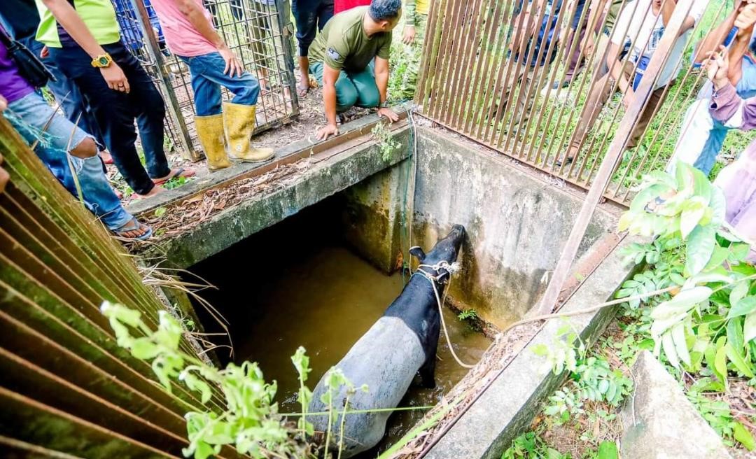 东：马来貘在市区游荡，还不小心掉进排水沟受困，最后安全被就出来，不过身体多处受伤。