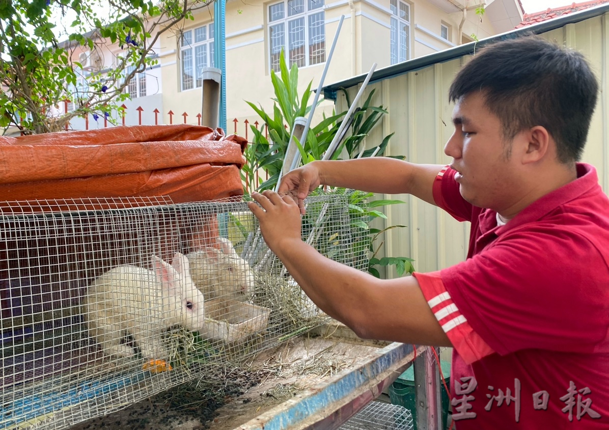 供上网（大北马）林圣凯把兔宝宝当宠物，住家豢养大小兔子逾20只。