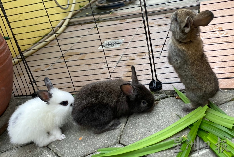 供上网（大北马）林圣凯把兔宝宝当宠物，住家豢养大小兔子逾20只。