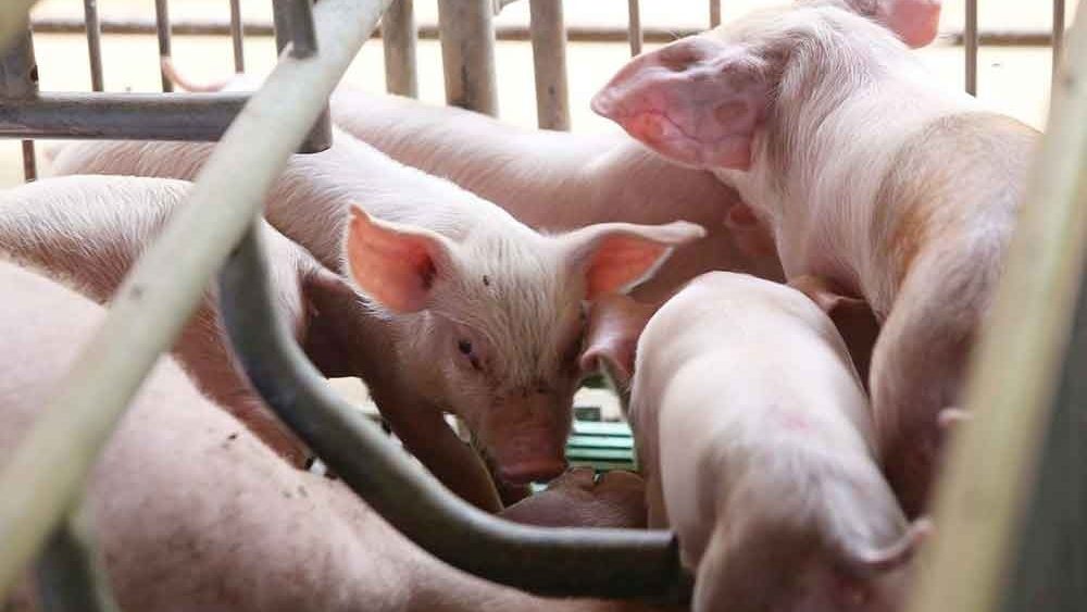 农粮部：受非洲猪瘟影响的州属 可申请转移生猪到他州屠宰