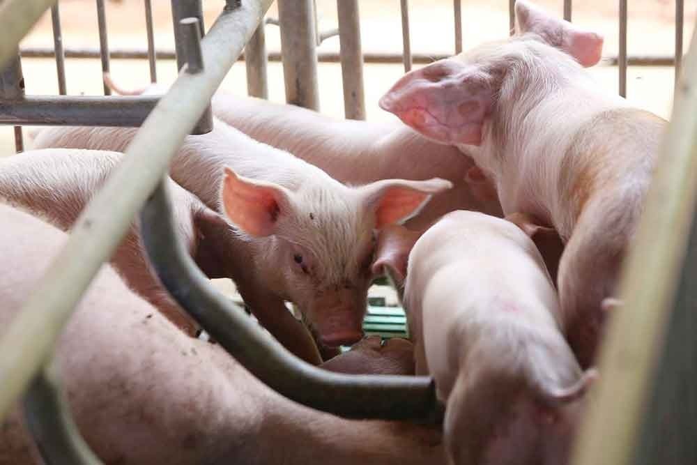 农粮部:受非洲猪瘟影响的州属 可申请转移生猪到他州屠宰