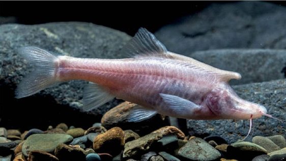 发现全新物种！  奇异“独角盲鱼”现踪　专家命名“长角金线鲃”