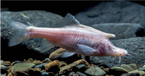 发现全新物种！奇异“独角盲鱼”现踪　专家命名“长角金线鲃”