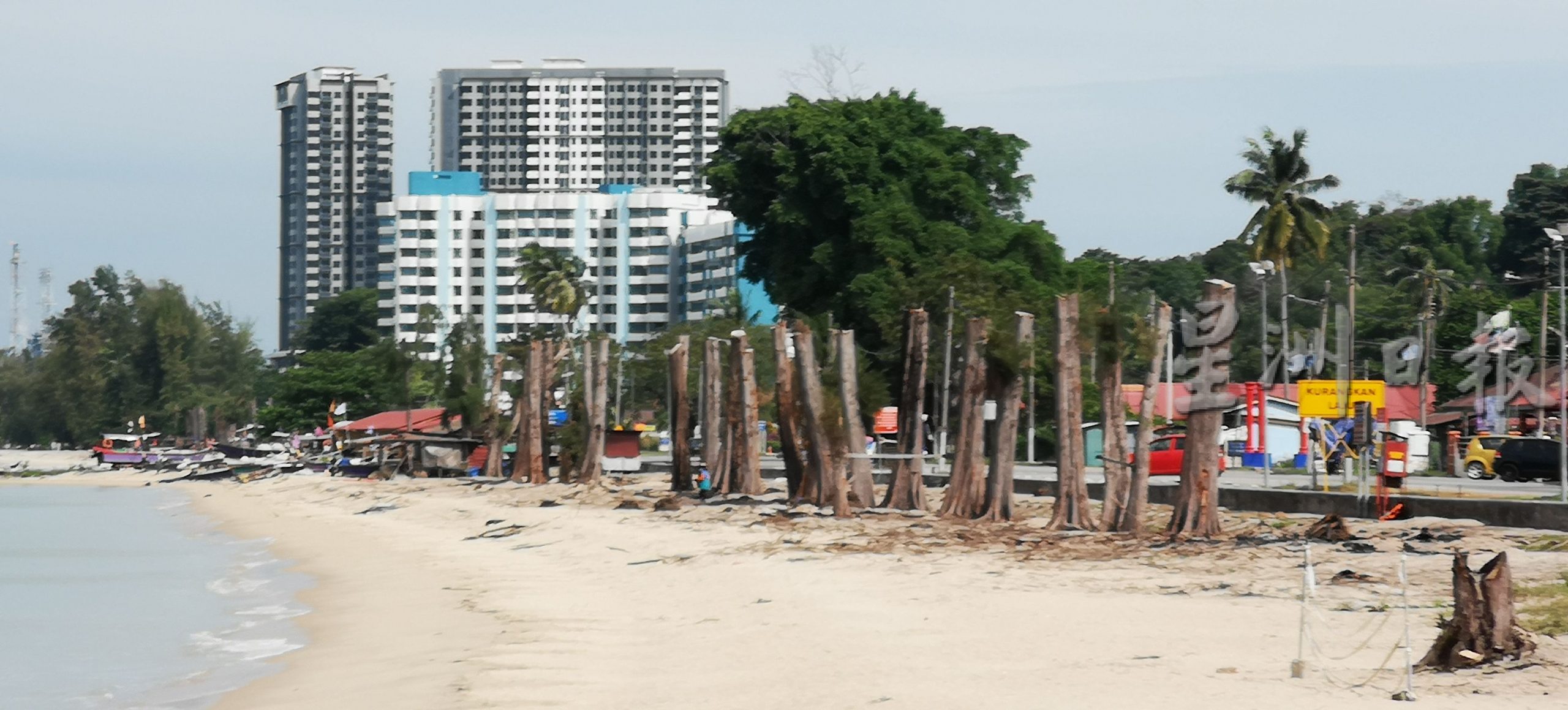 市厅整顿班台昆罗公主海滩，首阶段整顿班台昆罗公主海滩计划，首阶段是修砍及移除尾端近百棵大树保障安全