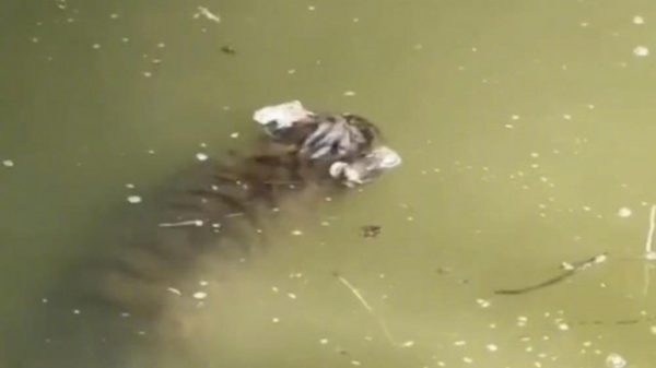 上海动物园幼虎受惊跳池 溺死23天后浮尸
