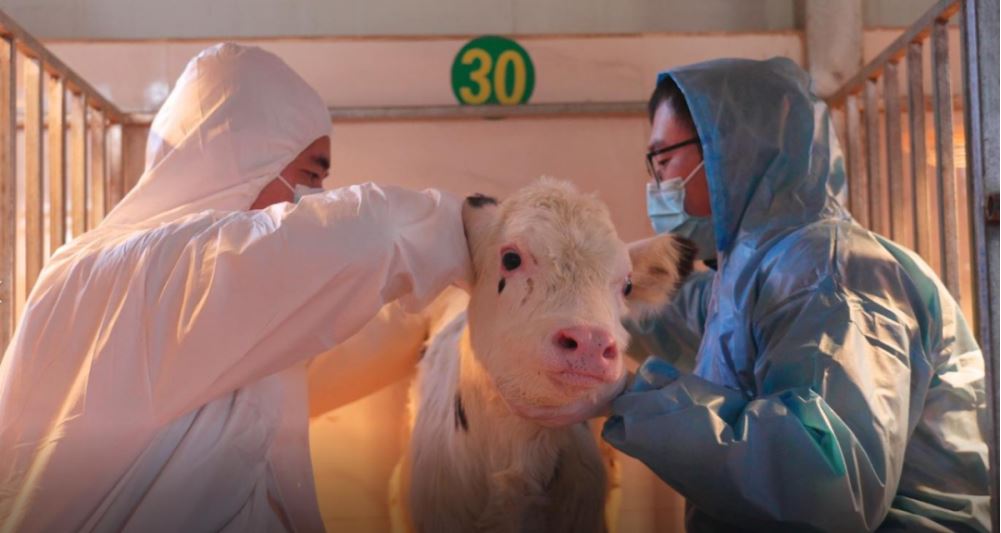 拼盘 体细胞克隆技术突破！中国首批复制奶牛在宁夏诞生