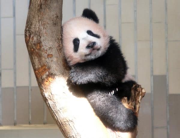 旅日大熊猫香香下周二返中国　动物园感不舍 