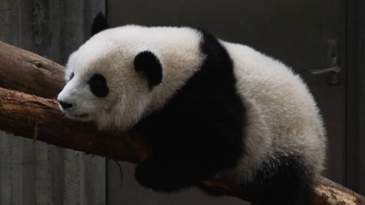 旅美大熊猫乐乐离世　中国将组专家团赴美查死因 