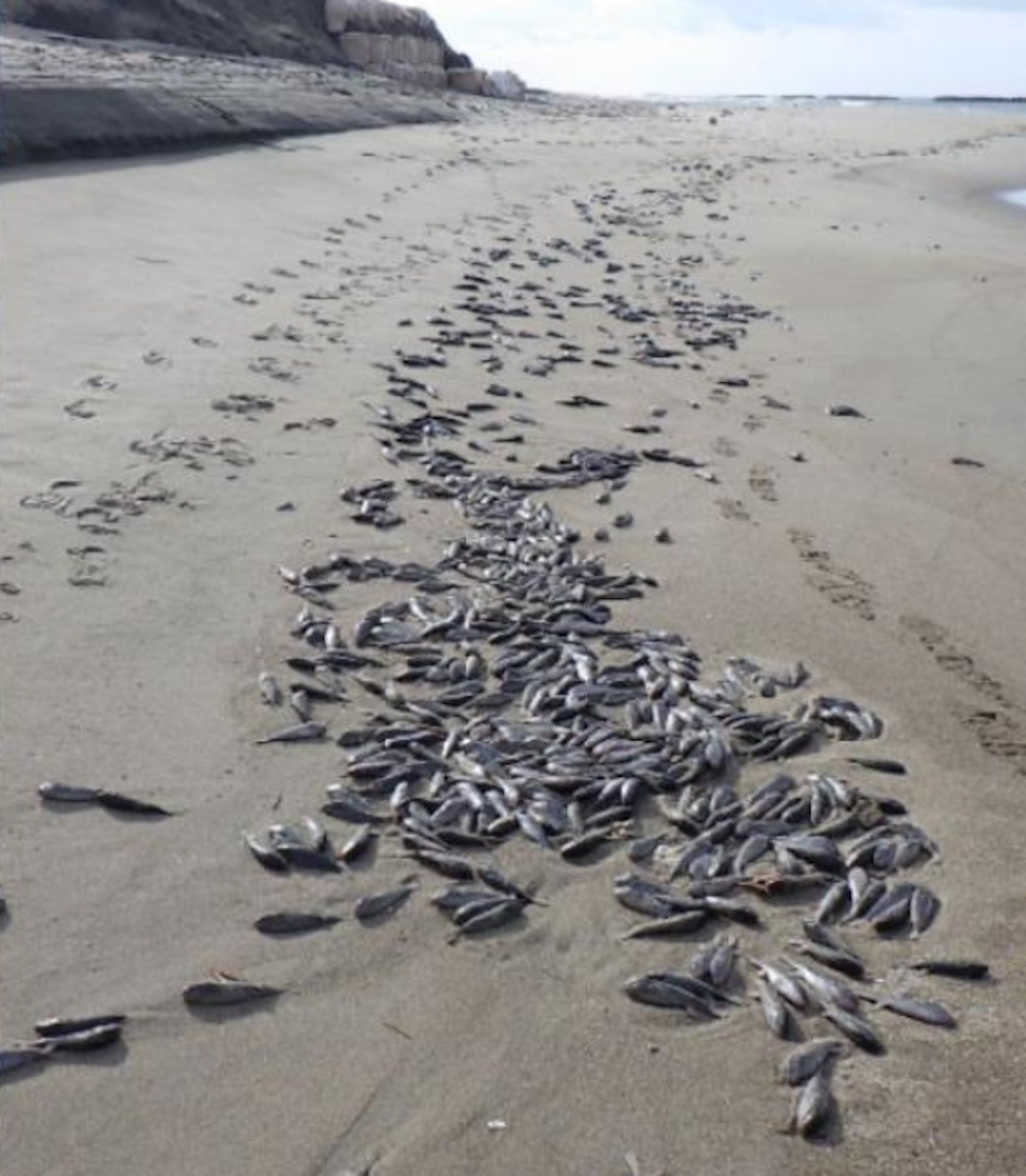 日本地震先兆？过百只河豚尸体冲上沙滩　专家震惊：史无前例