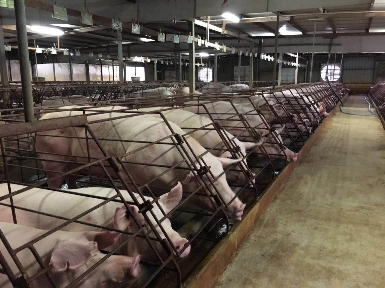 曹观友提5大诉求 要求联邦政府救槟州养猪业