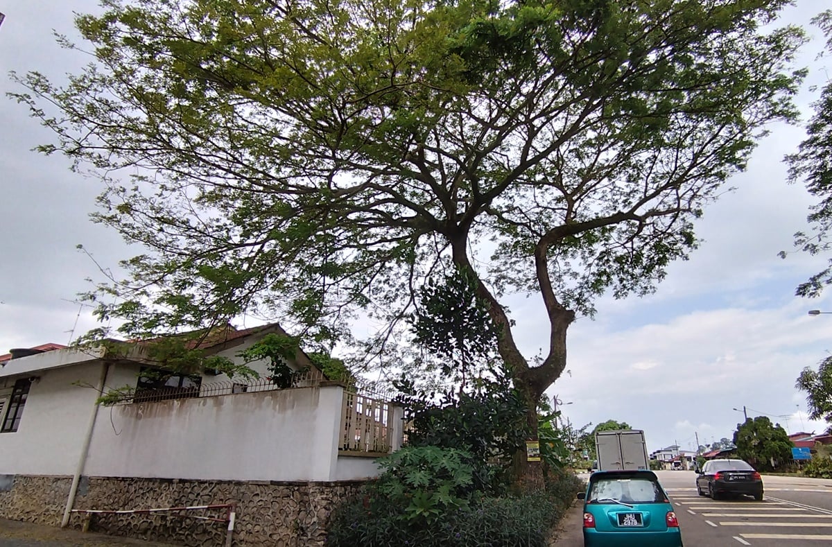 柔：版二：民生稿：路旁茂盛大树延伸至住家致住家屋顶水槽阻塞