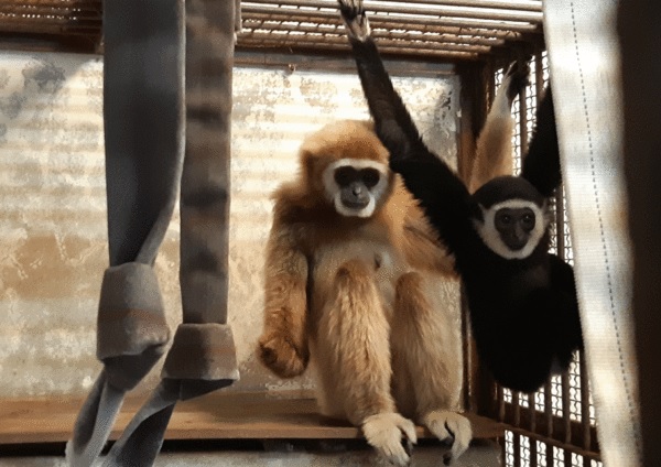 母猿独居5年离奇产子 动物园2年后DNA鉴定生父