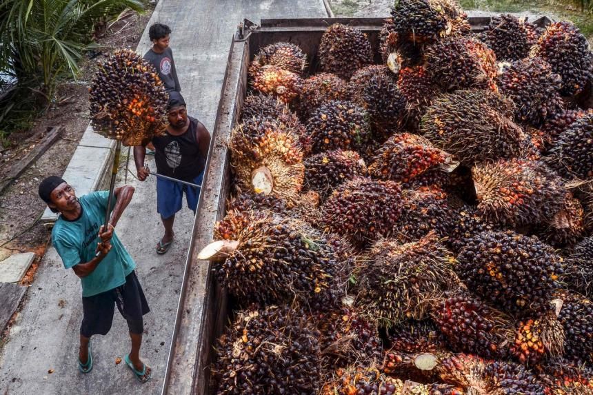 看世界／确保国内食油供应　印尼停发棕榈油出口准证