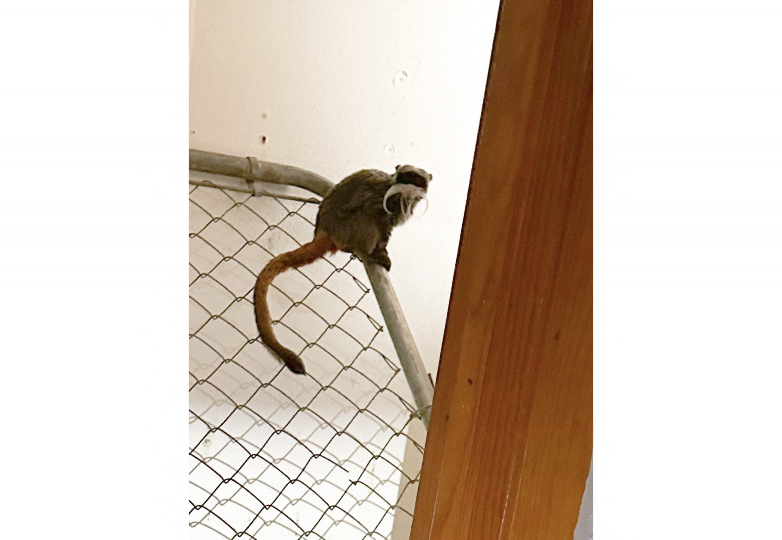 看世界／美国动物园偷猴贼被捕：在水族馆被发现 或计划再次行窃