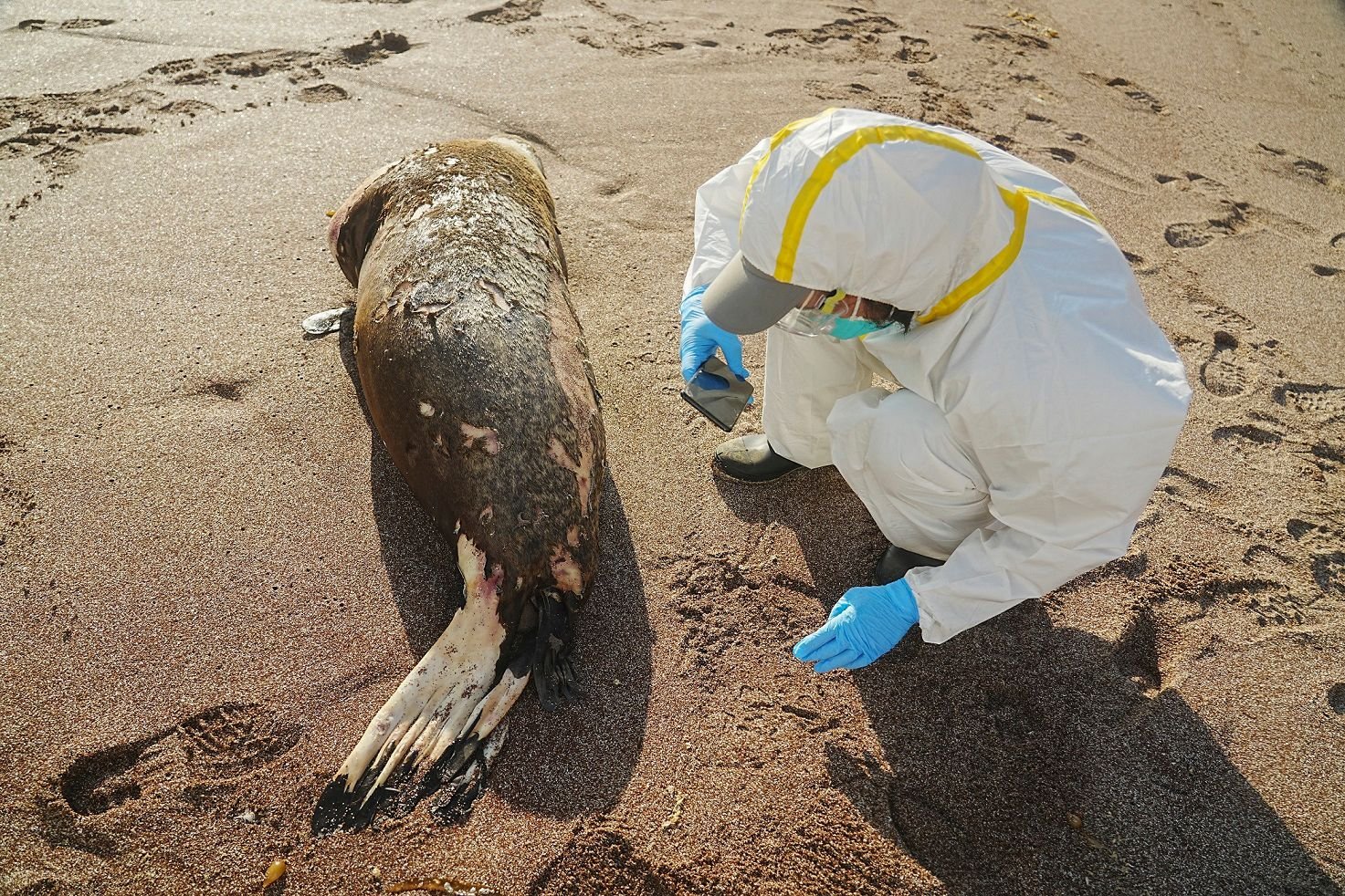 秘鲁585海狮5.5万野鸟死于禽流感