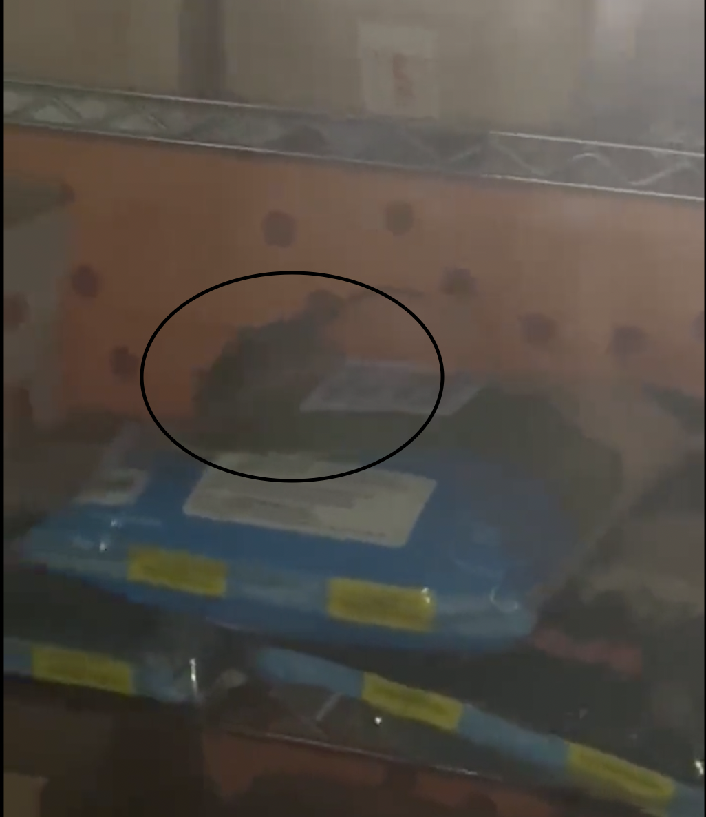 视频 | 快餐店又出现老鼠！这次在汉堡面包存货旁
