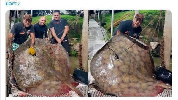 阿根廷渔夫捕获“250公斤巨大魔鬼鱼”  羡煞钓客