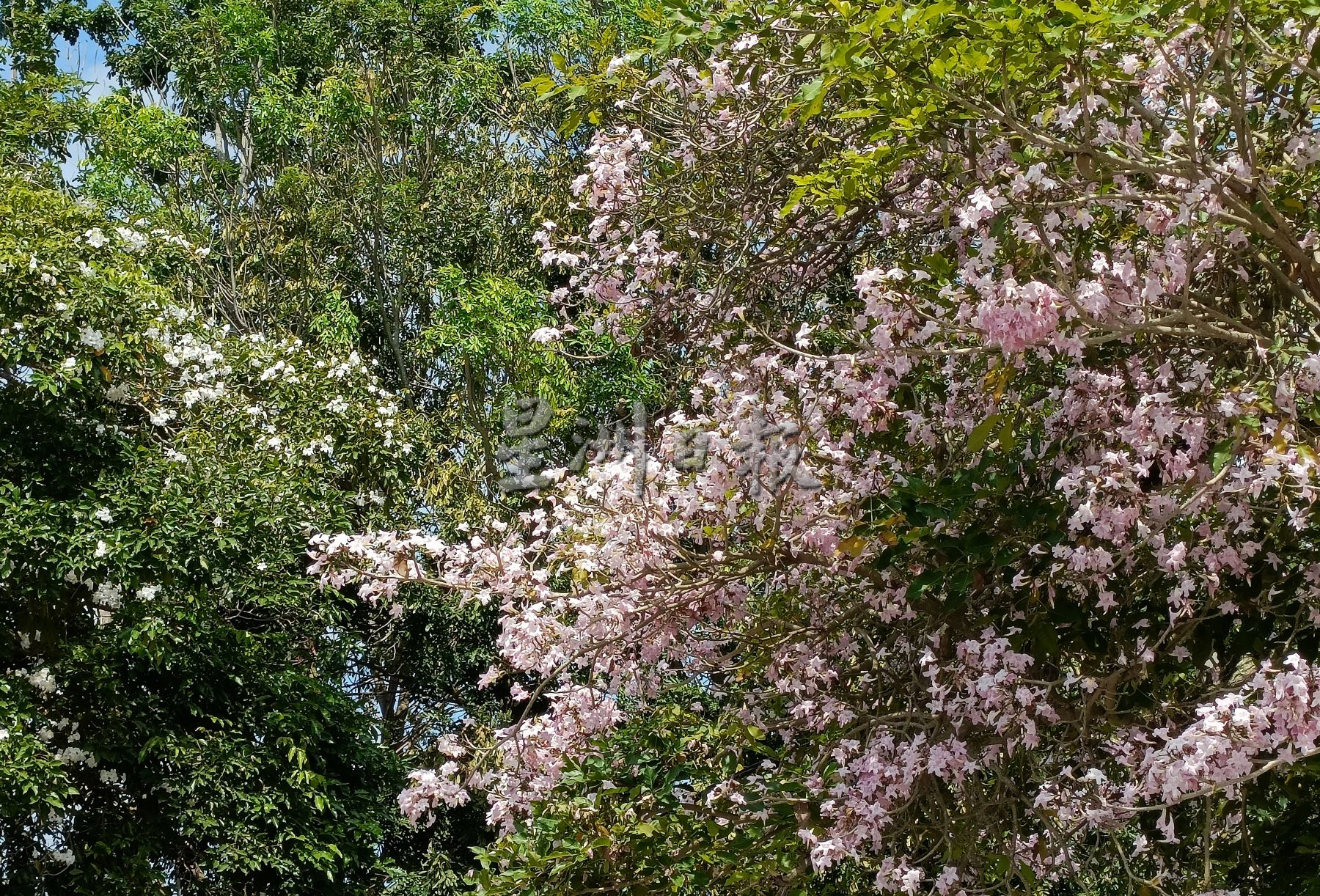 （古城封底主文）【带你去找爱】：风铃木的爱