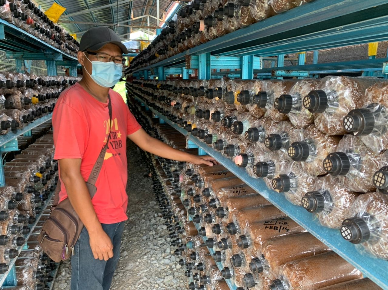 （古城封面主文）气候影响菇产量下滑约70% 鲍鱼菇市场供不应求