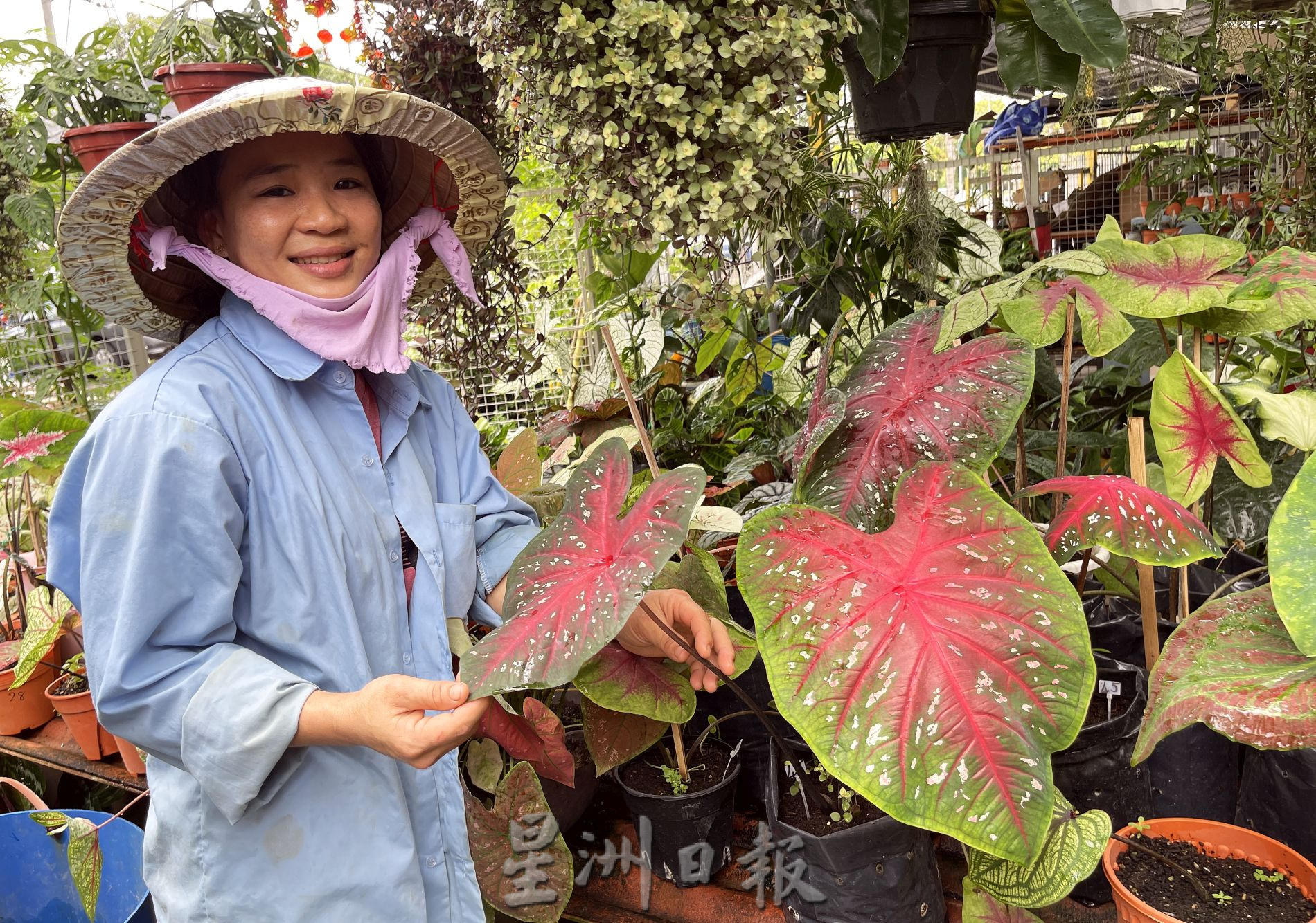 （古城封面主文）芋叶价格亲民·入手好时机