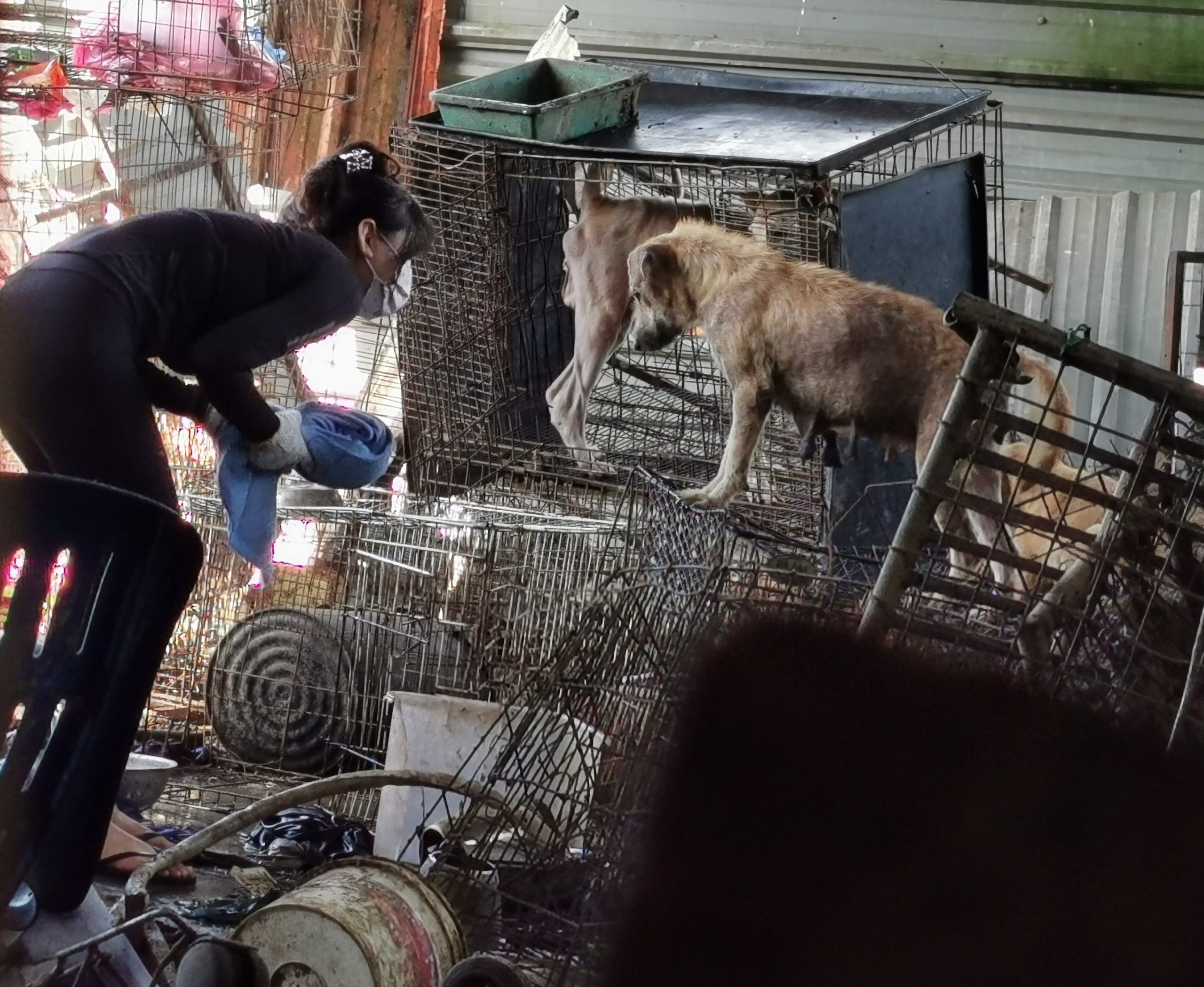  （大北马）“炼狱狗场”营救约百只狗