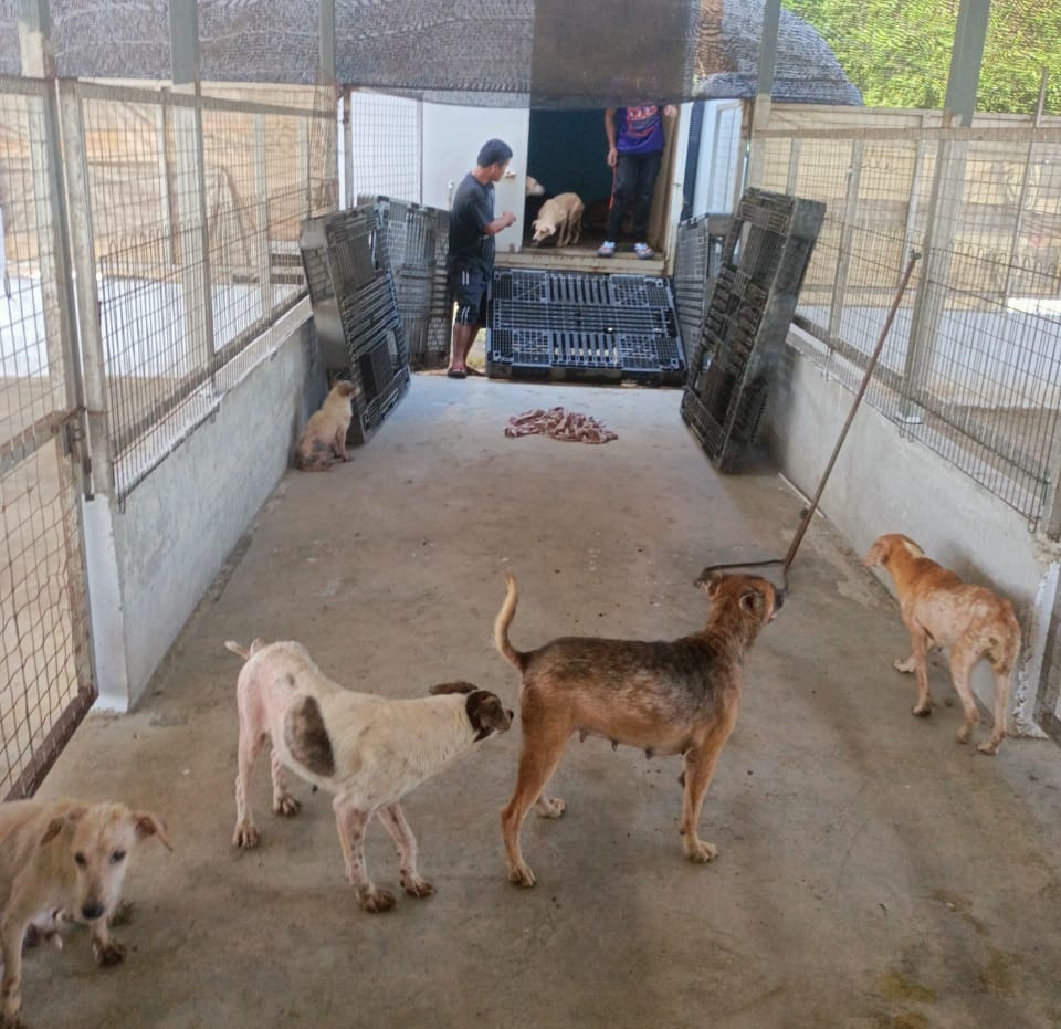  （大北马）“炼狱狗场”营救约百只狗