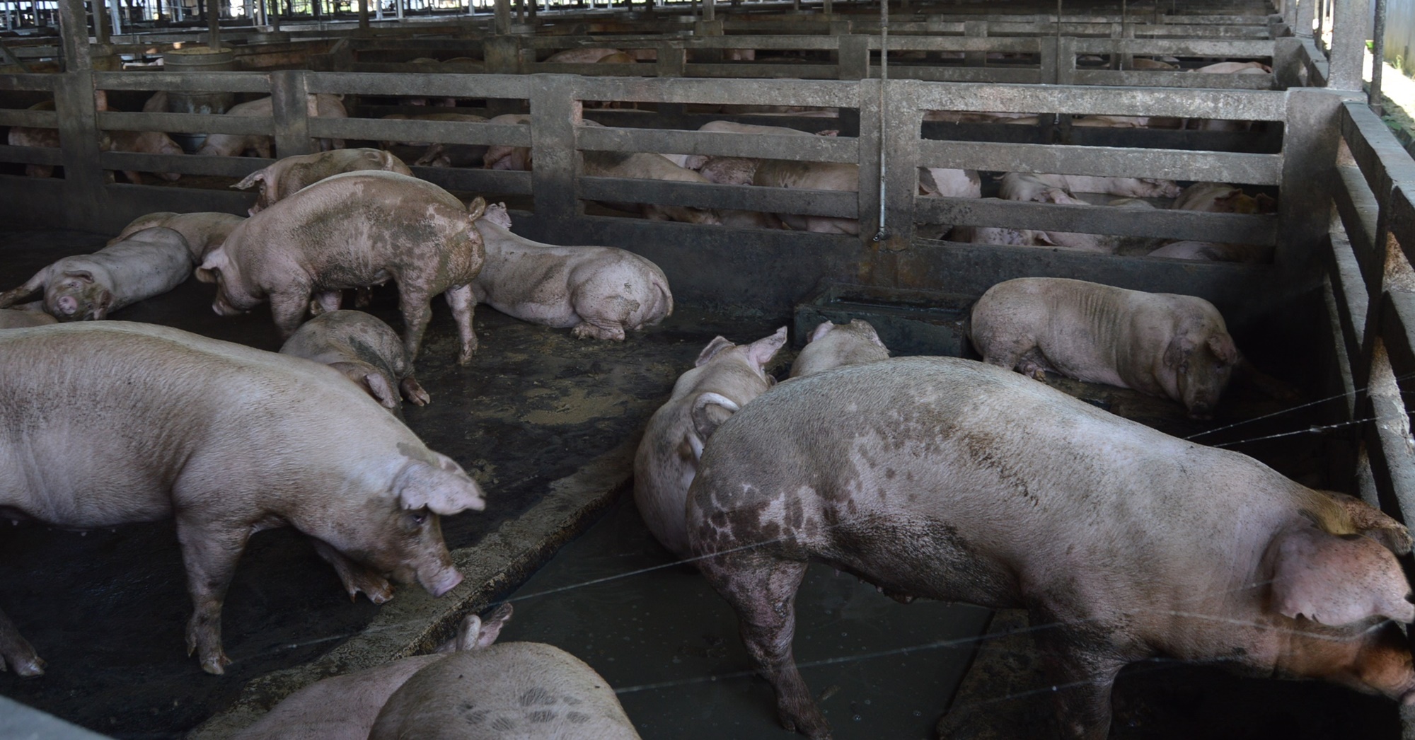 （大北马）槟30养猪场传染非洲猪瘟，全槟近7万只猪感染病毒