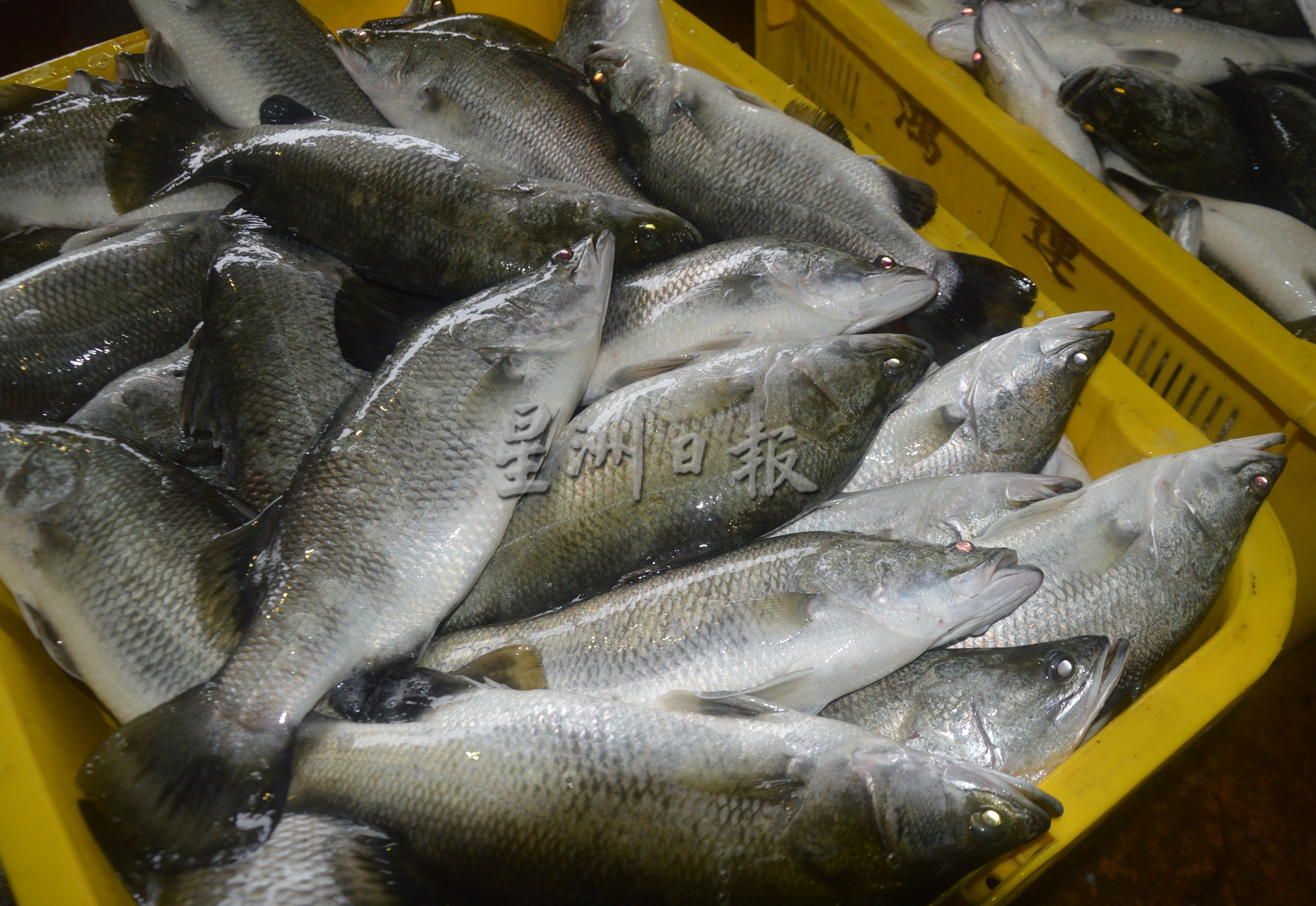 （大北马）槟州陆地养鱼蓬勃发展