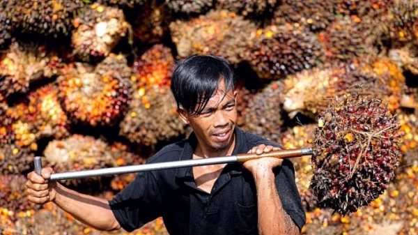 Indonesia’s crude palm oil exports to drop further as more palm oil goes to biodiesel