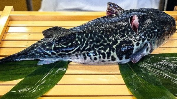 ‘Lucky tiger’: Fukushima fishermen pin hopes on pufferfish