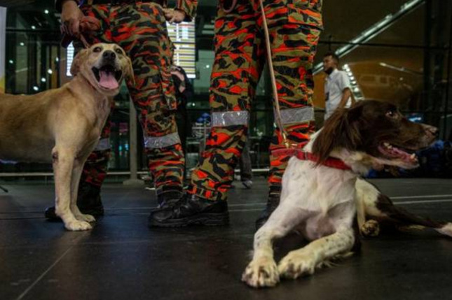 K9搜救犬新任务 远赴土耳其参与援救