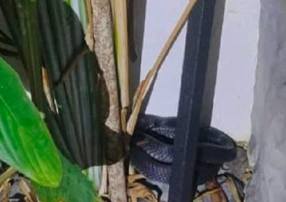 民防部队在安华位于双溪毛糯私邸的守卫亭处，捕获一条黑色眼镜蛇。 (民防部队脸书)