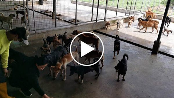 收留“炼狱狗场”逾百只狗 SPCA每月开销倍增