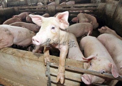 槟州非洲猪瘟疫情受控制 兽医局：呈阳性养猪场减至21家