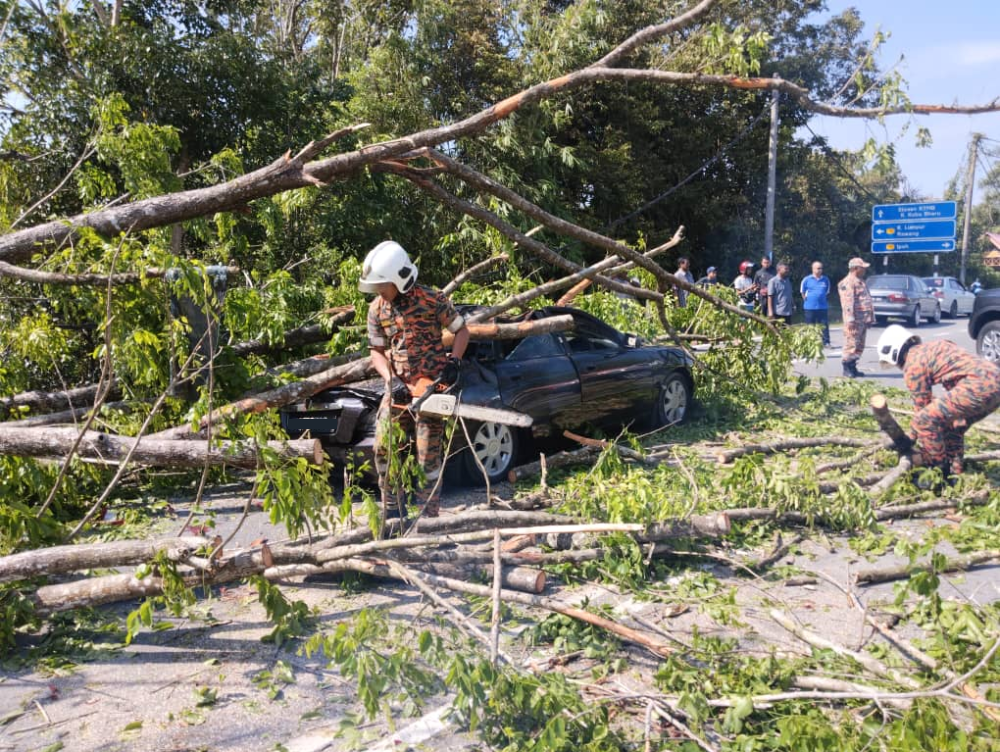 30尺高樹倒壓毀轎車·司機自行走出車外