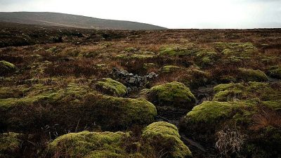 ‘More important than rainforests’: UK pioneers peat partnership