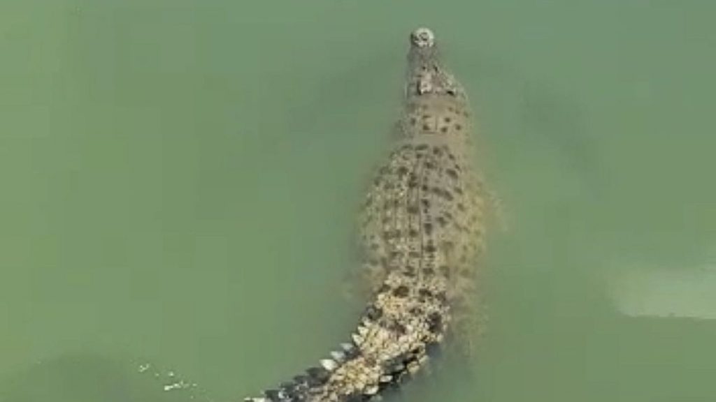 视频 | 鳄鱼来回浮罗加东水闸门 市民惊呼“好大只啊”！
