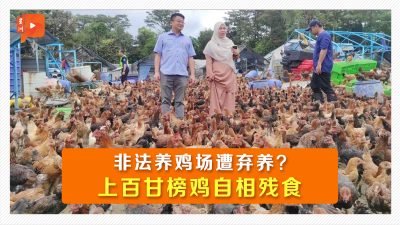 非法养鸡场环境恶劣 加影市议会忧引发禽流感