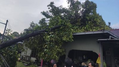 巴生狂风暴雨 树倒压车房屋顶