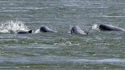 The battle to save Cambodia’s river dolphins from extinction
