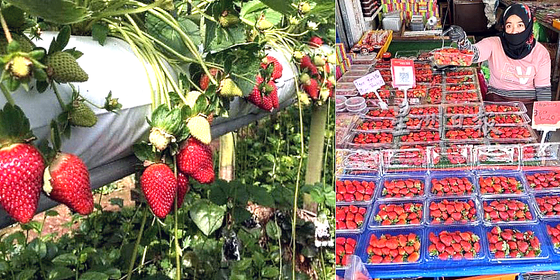 Cameron Highlands strawberries now selling cheap
