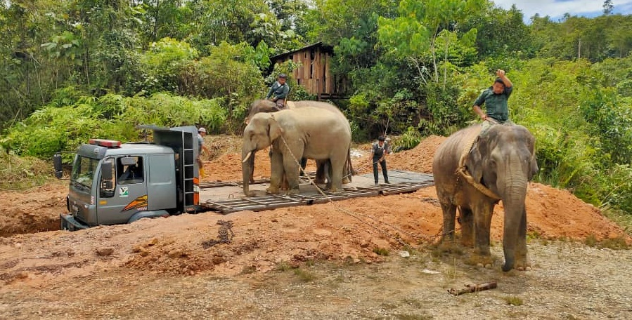 东:丹野生动物保护局在话望生迁移一头野象