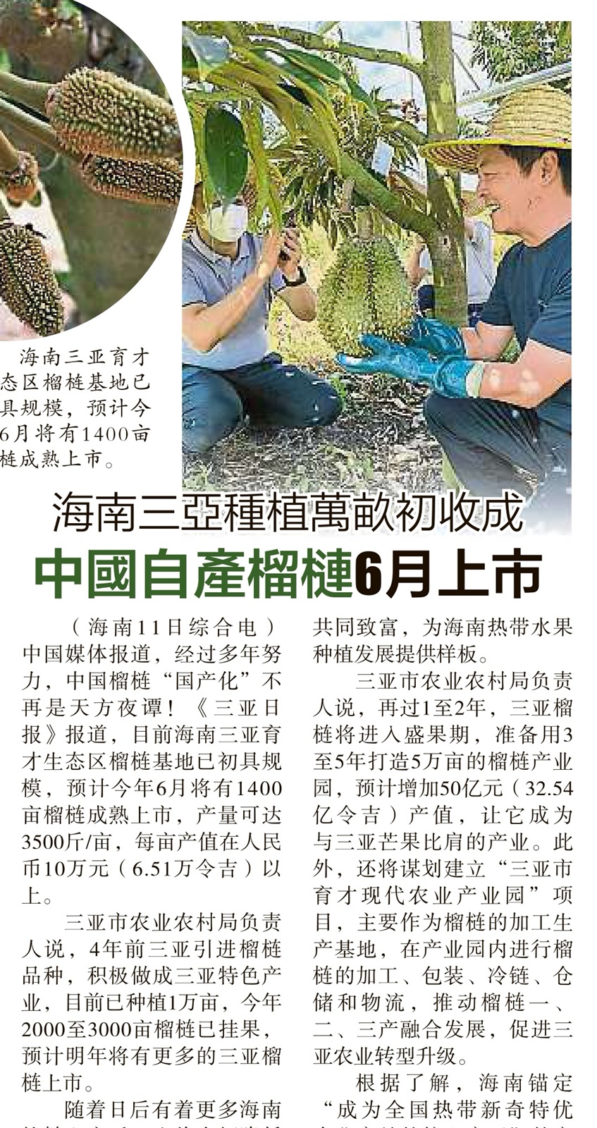东：中国海南岛榴梿6月上市，劳勿榴梿业者不认为会对大马猫山王构成威胁
