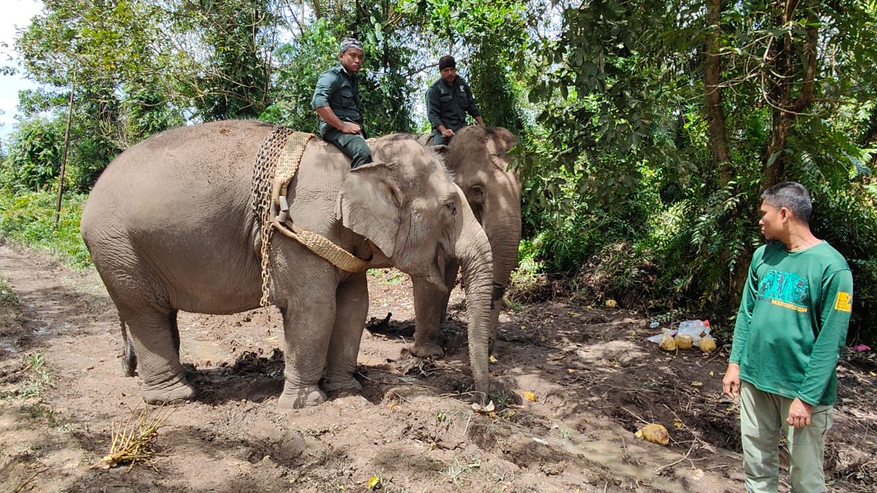 东：大马半岛野生动物保护及国家公园局（PERHILITAN）彭州分局今年至今，迁移了4头野象，且首次有野象出现在关丹县住宅区。