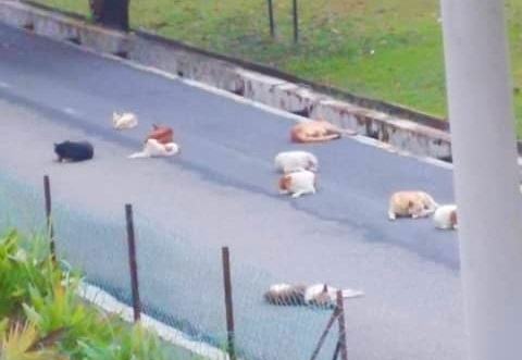 东：文德甲旗山英丹花园住区近来出现大量流浪狗，引起居民隐忧，会带来安全问题。